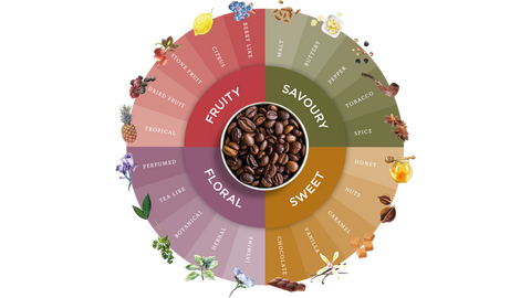 Coffee bean flavor wheel