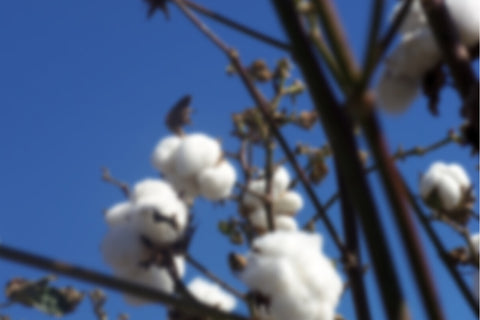 Photo of organic cotton plant