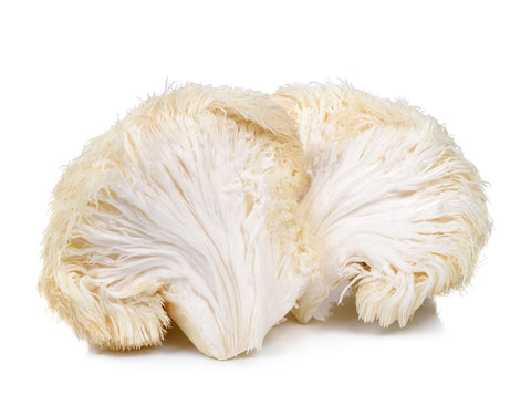 Lion’s Mane Extract