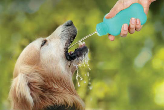 United pets water4dogs sticlă din silicon pentru câini 100ml, verde