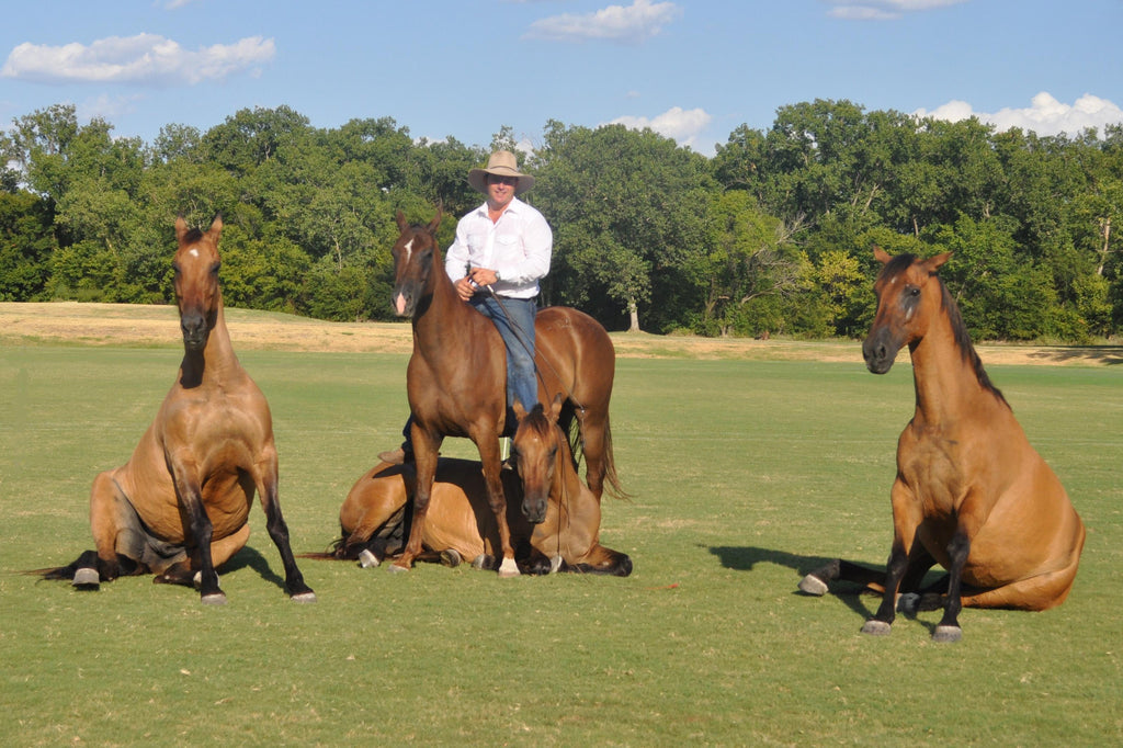 Guy McLean Horsemanship