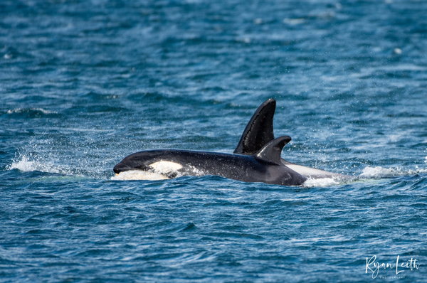 Shetland Orca Sightings