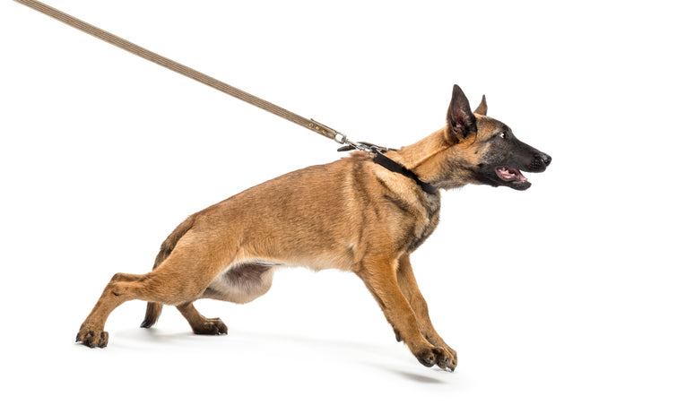 dog barrier frustration leash