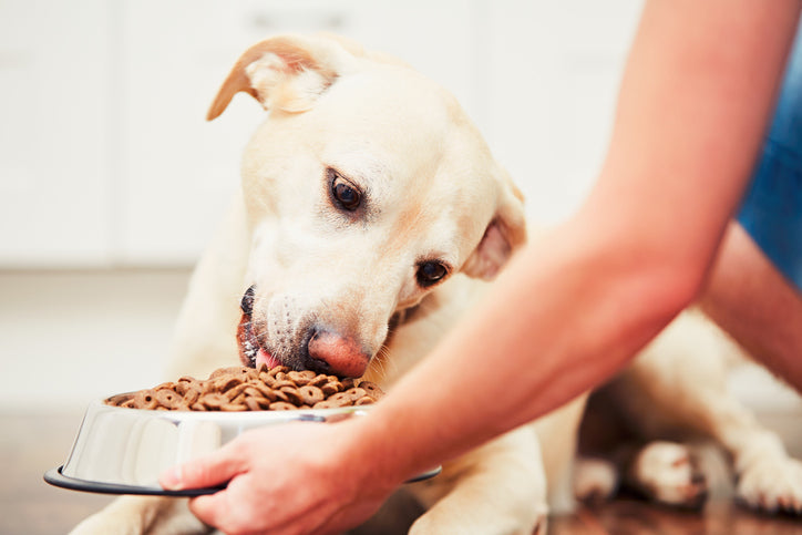 preventing food aggression in puppies