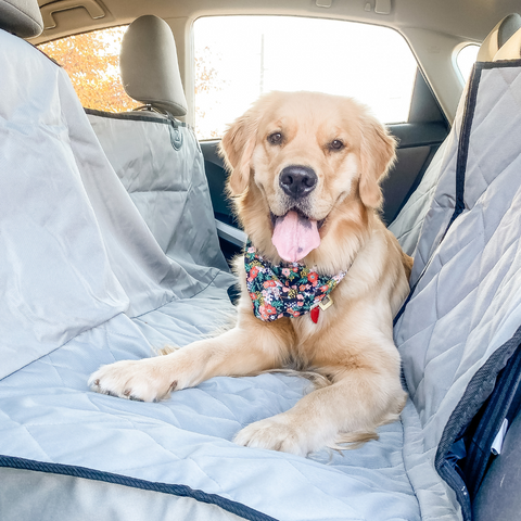 Are Truck Hammocks A Good Choice For Dogs?