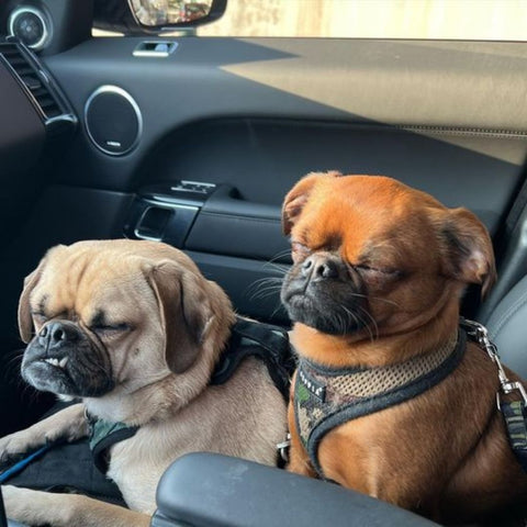 dogs with eyes closed