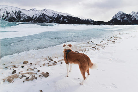 A dog cargo liner for your SUV makes travel during the winter season easier.