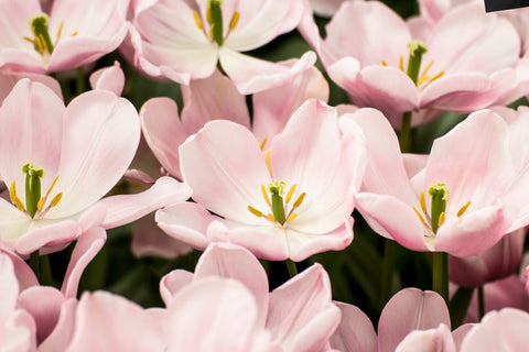 Blumen mit rosafarbenen Blüten im Frühling