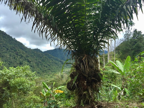 Tagua Tree