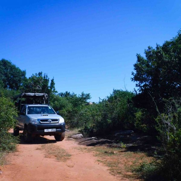 ruhunu safari camping yala sri lanka