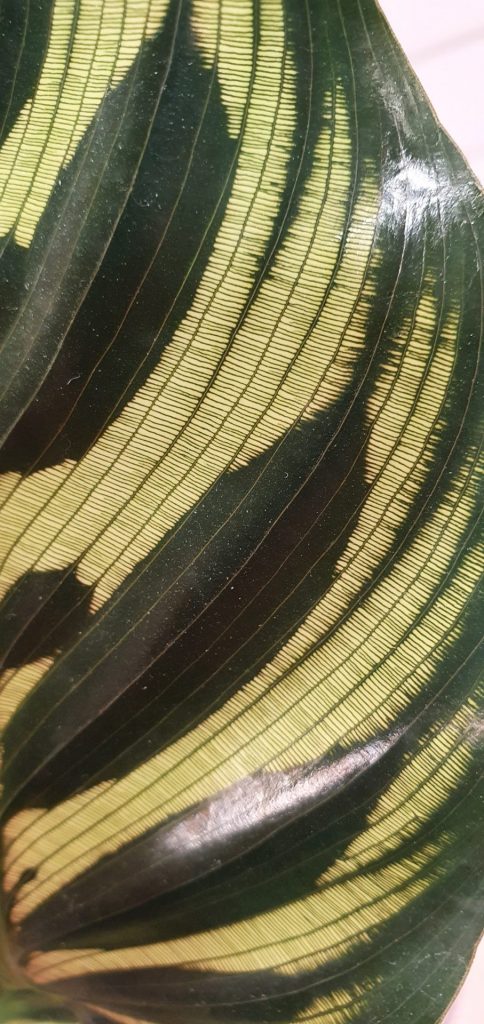 Leaf close up.