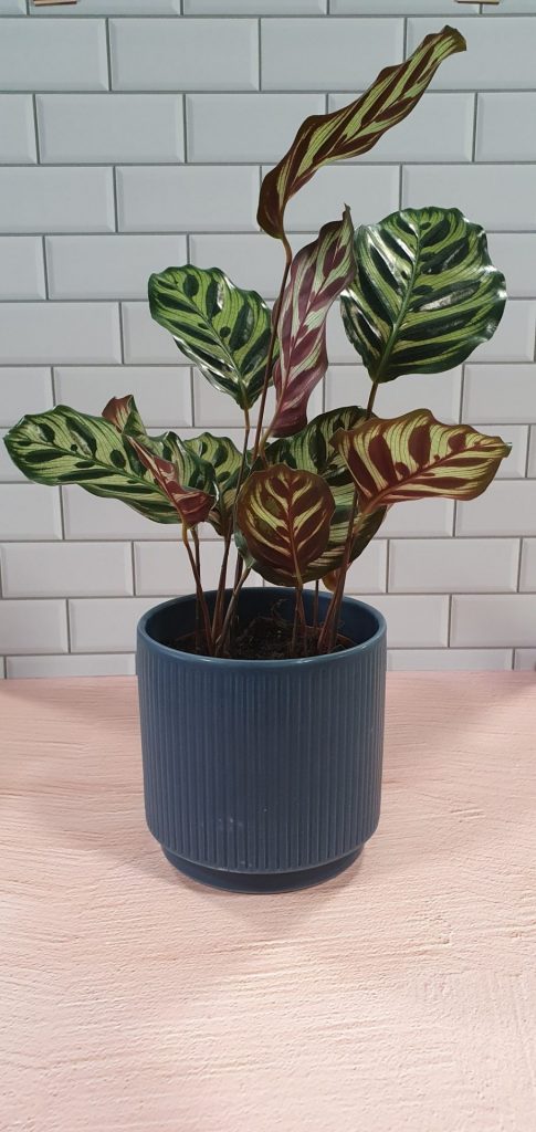 Plant in pot against a tiled background.