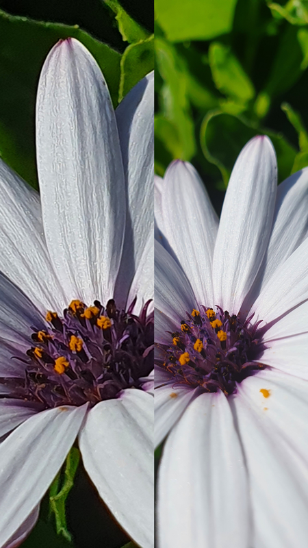 Daisies