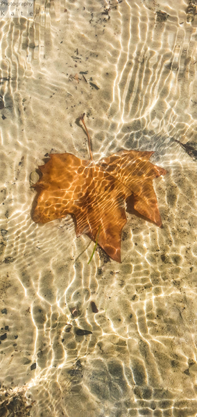 Leaf in sunlit water