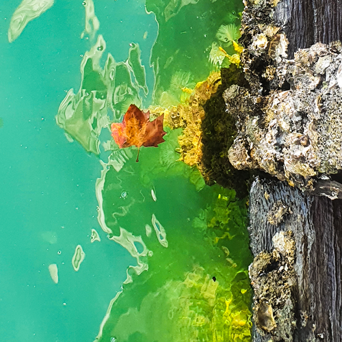 Green water next to a barnacle encrusted pylon.