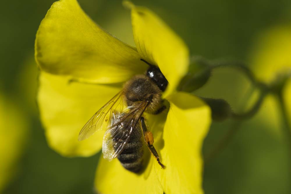 Macro photograph of a bee