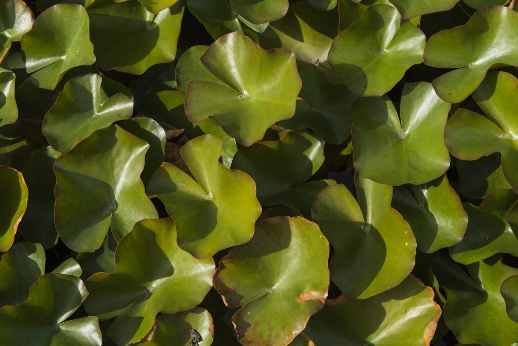 Water lily leaves