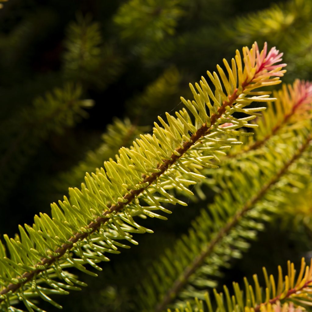 Close up pf a plant