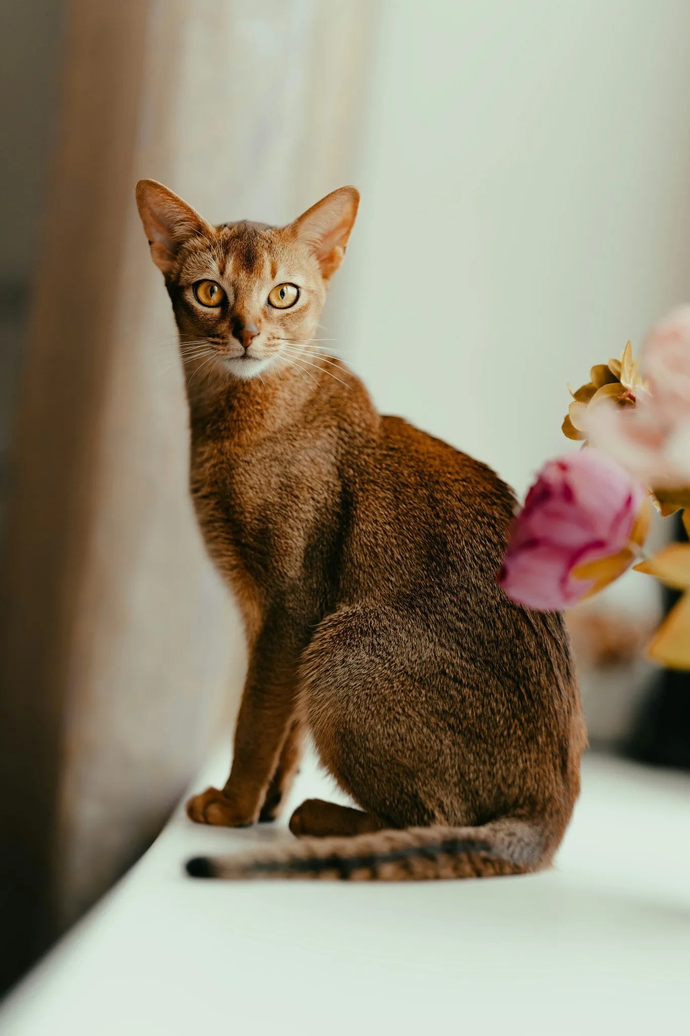 Abyssinian cat with sleek ticked coat