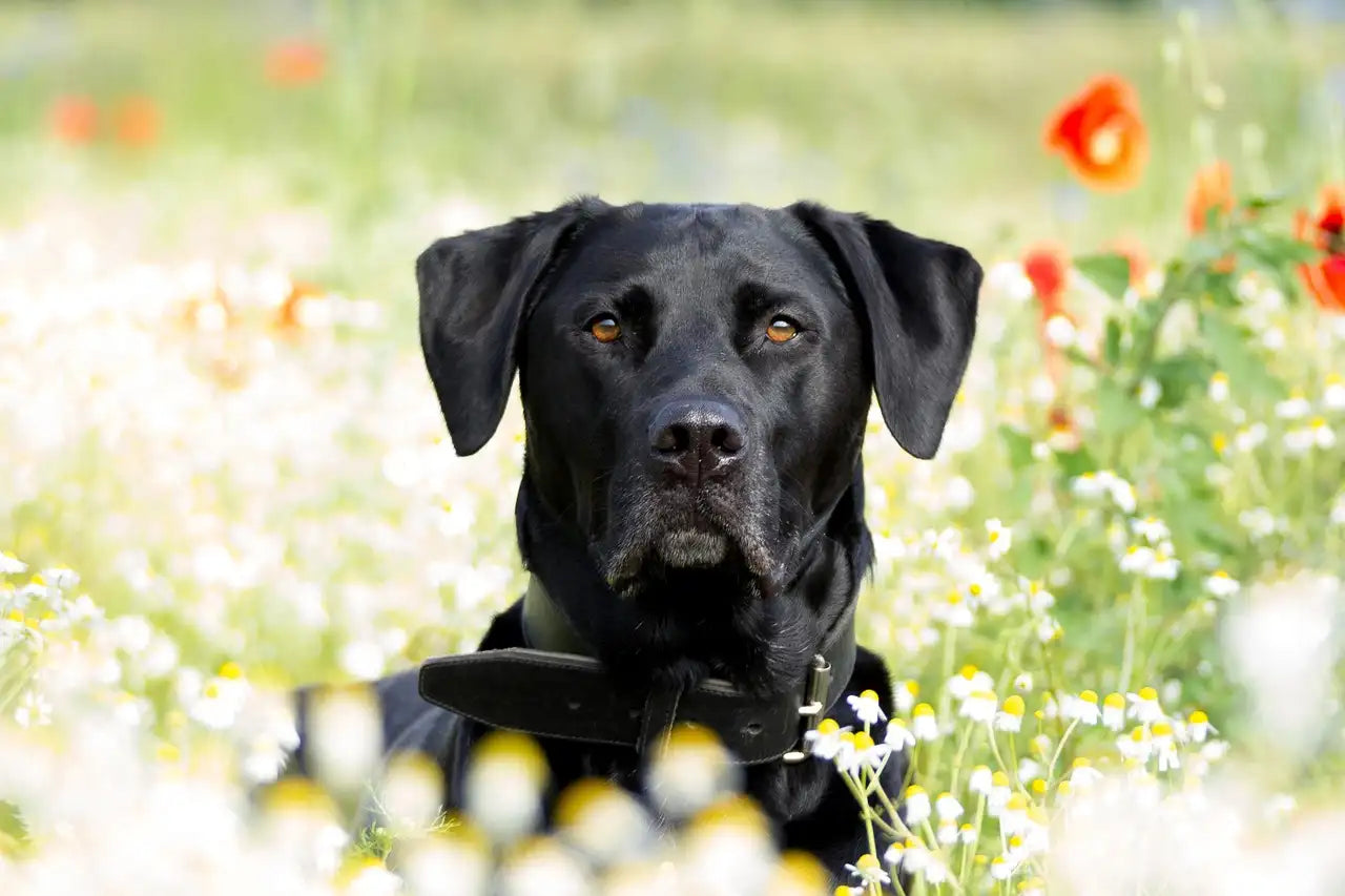Black Labrador standing outdoors