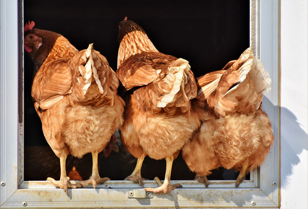 A photo of three chickens standing in a window with their hindquarters facing the camera