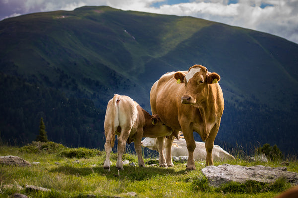 Cow and calf standing in front of picturesque mountains