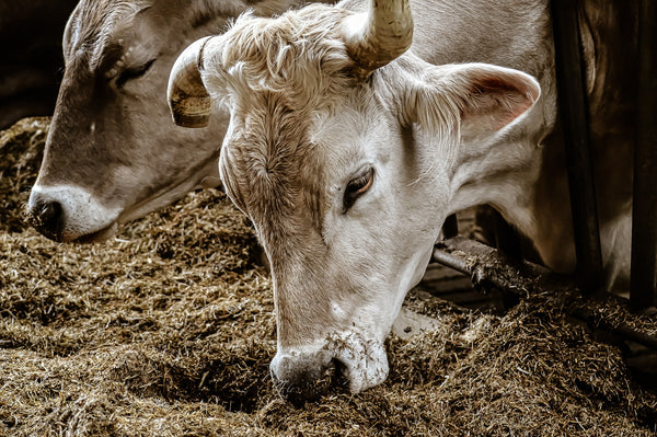 Cattle eating grain out of feedlot trough