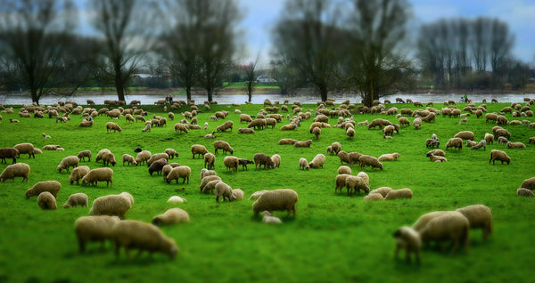 a flock of sheep in a green pasture