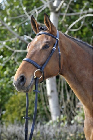 What Tack Should a Horse Wear to a Dressage Competition