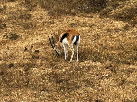 Thompson's Gazelle Ngorongoro Crater, Tanzania