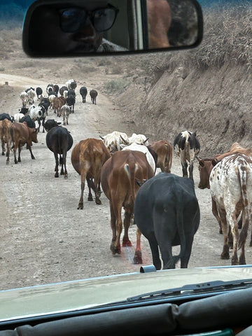 Cattle on the road near Lake Eyasi, Tanzania