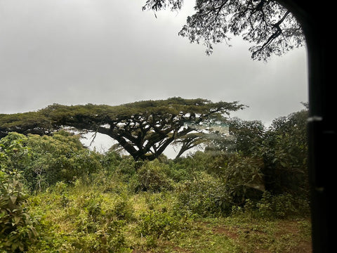 Umbrella Tree near Ngorongoro Crater