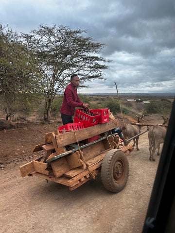 Donkey cart near Lake Eyasi, Tanzania