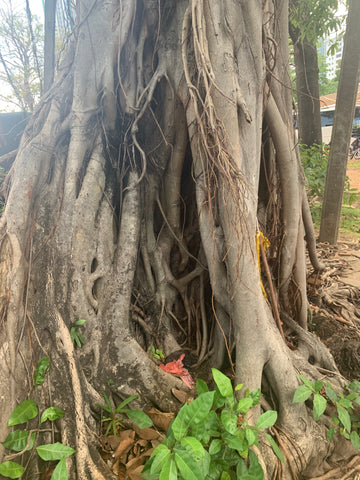 Banyan Tree Colombo Sri Lanka