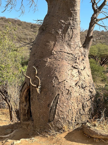 Baobab tree, Hadzabe tribe near Lake Eyasi, Tanzania