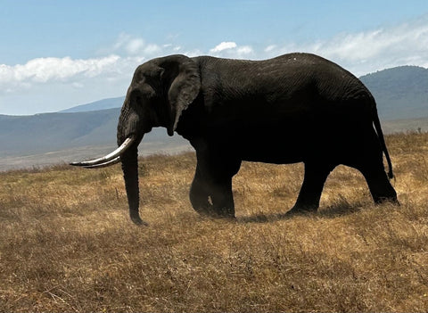Elephant HM Safaris Ngorongoro Crater