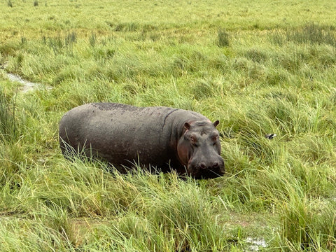 Hippo in long grass Ngorongoro Crater, Tanzania