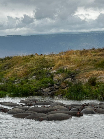 Pod of hippos Ngorongoro Crater, Tanzania