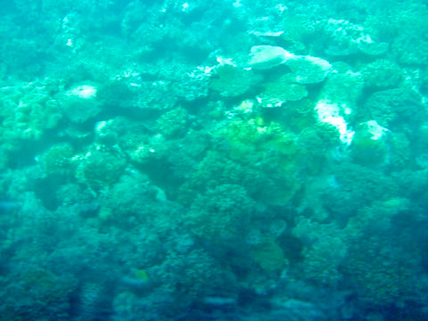 Coral Reef from Submersible Great Barrier Reef, Australia