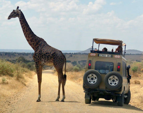 Giraffe, Game reserve, Pilanesberg