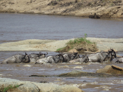 Wildebeest crossing Mara River Tanzania