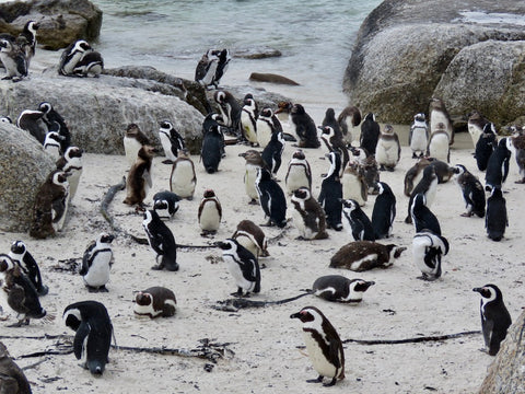 Penguins at Bolders Beach