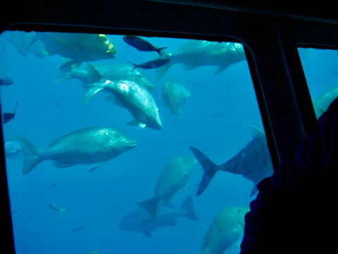 View of fish from submersible, Ocean Spirit Cruise,  Great Barrier Reef, Queensland, Australia
