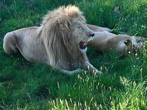Lion; safari, wild animals, South Africa