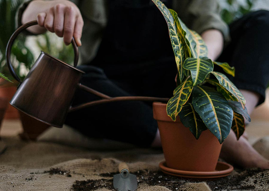 Mulher a cuidar de uma planta dentro de um vaso de barro.