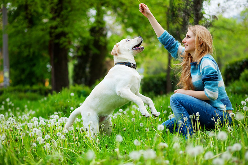 chicken jerky for dog