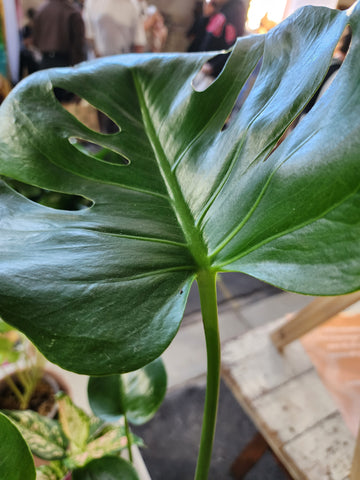 Monstera deliciosa