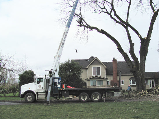 Bringing down tree by Goby Walnut