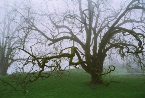 Large Walnut tree without leaves from Sauvie Island, Oregon