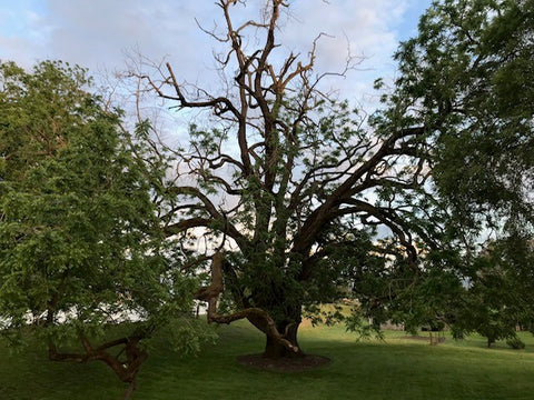 Walnut tree from Sauvie Island, Oregon that has Thousand Cankers Disease and top no longer has leaves.